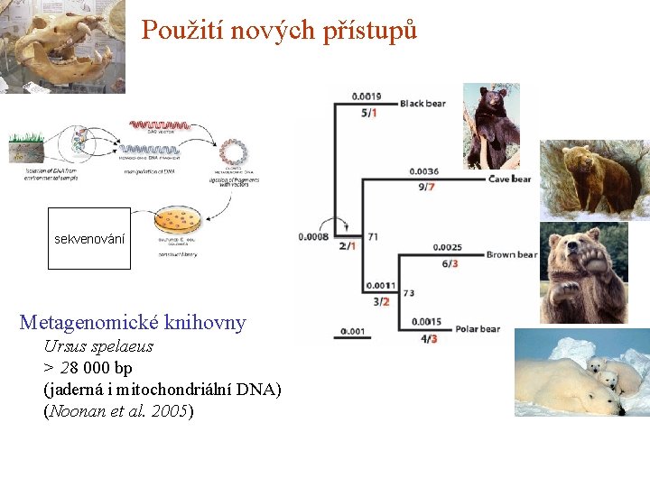 Použití nových přístupů sekvenování Metagenomické knihovny Ursus spelaeus > 28 000 bp (jaderná i