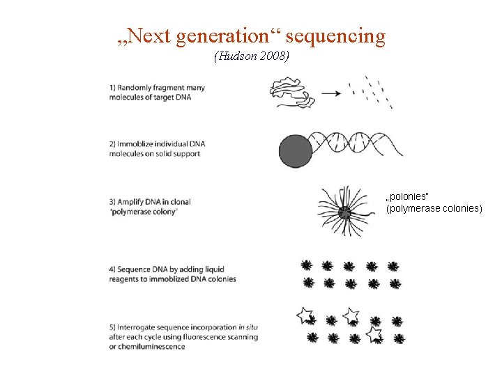 „Next generation“ sequencing (Hudson 2008) „polonies“ (polymerase colonies) 