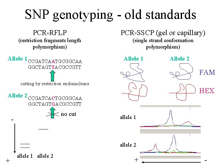 SNP genotyping - old standards PCR-RFLP PCR-SSCP (gel or capillary) (restriction fragments length polymorphism)