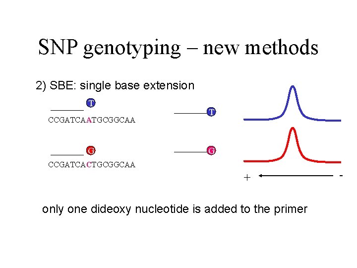 SNP genotyping – new methods 2) SBE: single base extension T CCGATCAATGCGGCAA G T