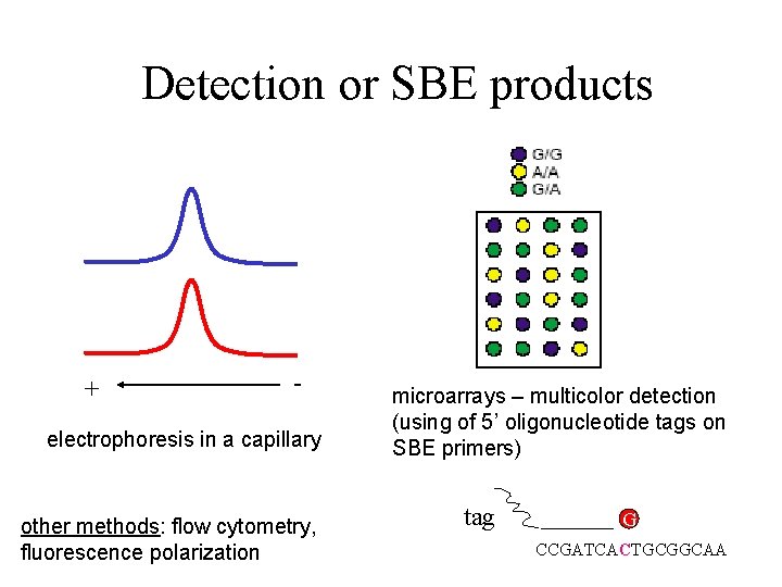 Detection or SBE products + - electrophoresis in a capillary other methods: flow cytometry,