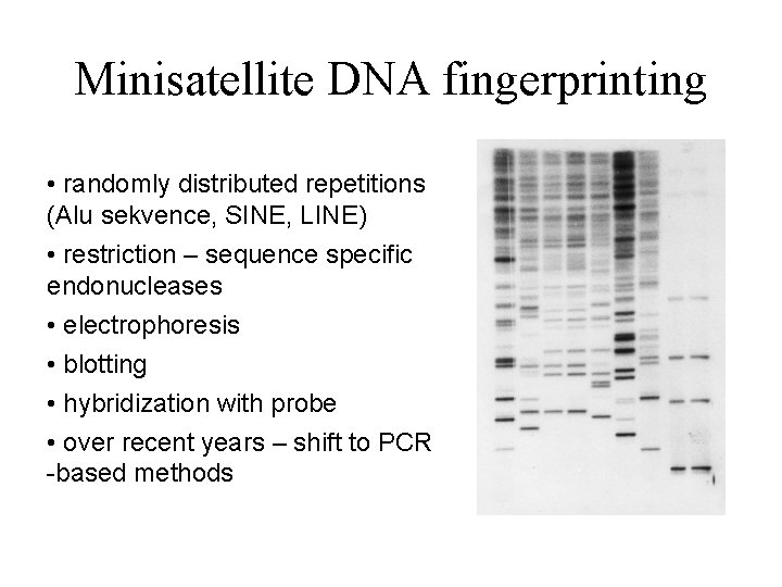 Minisatellite DNA fingerprinting • randomly distributed repetitions (Alu sekvence, SINE, LINE) • restriction –