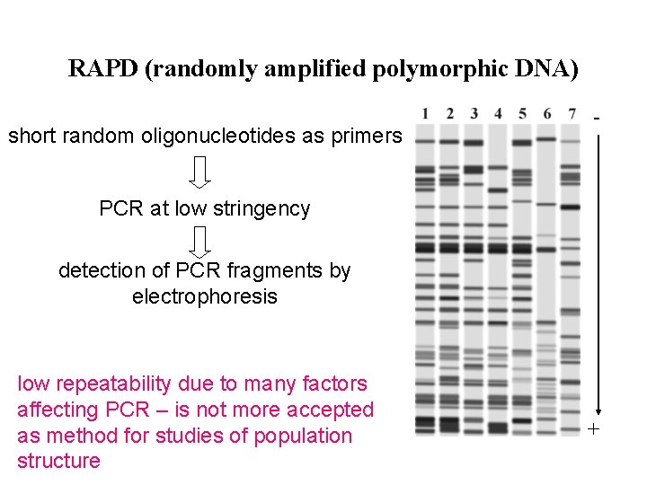 RAPD (randomly amplified polymorphic DNA) short random oligonucleotides as primers - PCR at low