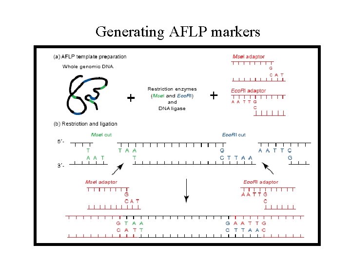 Generating AFLP markers 