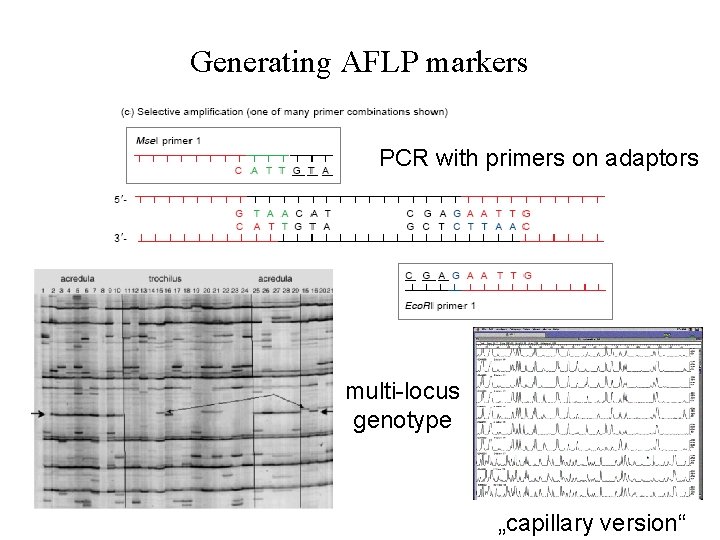 Generating AFLP markers PCR with primers on adaptors multi-locus genotype „capillary version“ 