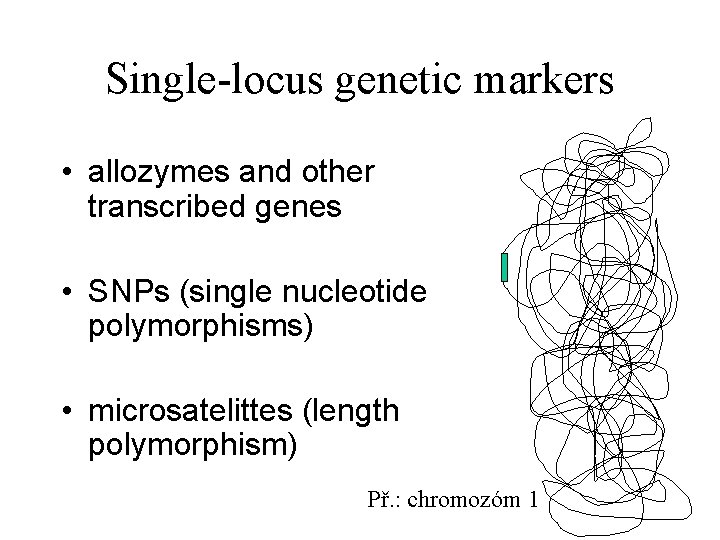 Single-locus genetic markers • allozymes and other transcribed genes • SNPs (single nucleotide polymorphisms)