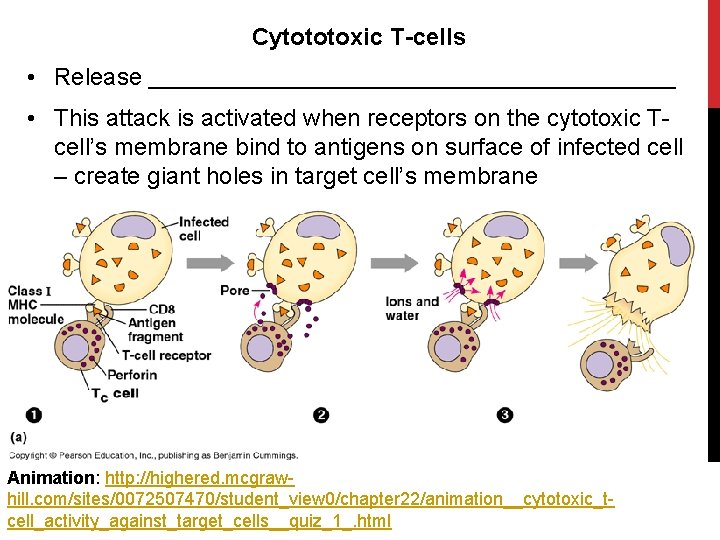 Cytototoxic T-cells • Release • This attack is activated when receptors on the cytotoxic