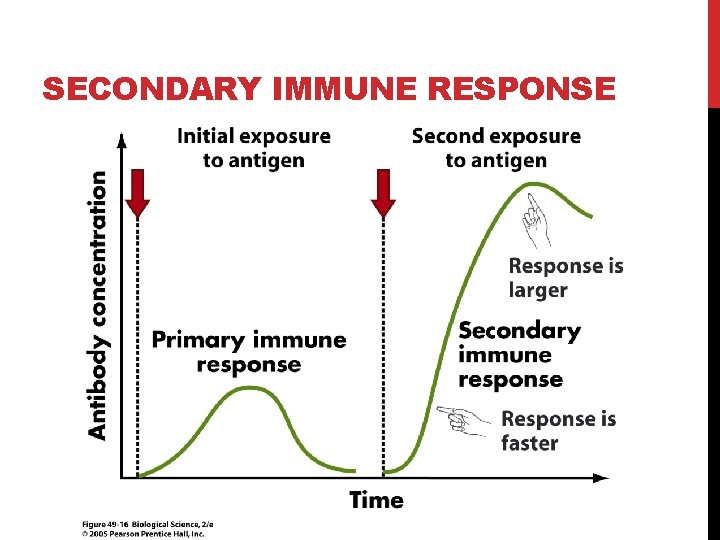 SECONDARY IMMUNE RESPONSE 