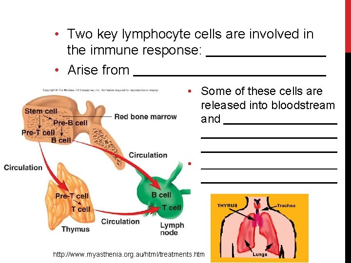  • Two key lymphocyte cells are involved in the immune response: • Arise