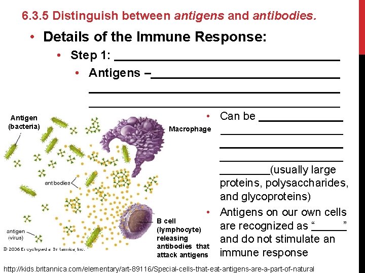 6. 3. 5 Distinguish between antigens and antibodies. • Details of the Immune Response: