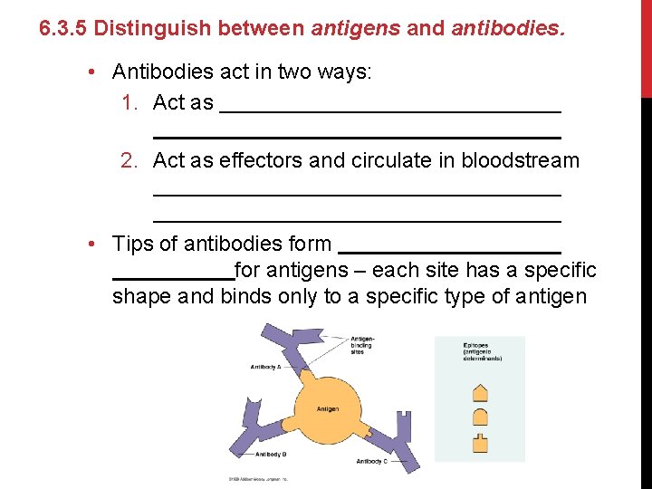 6. 3. 5 Distinguish between antigens and antibodies. • Antibodies act in two ways: