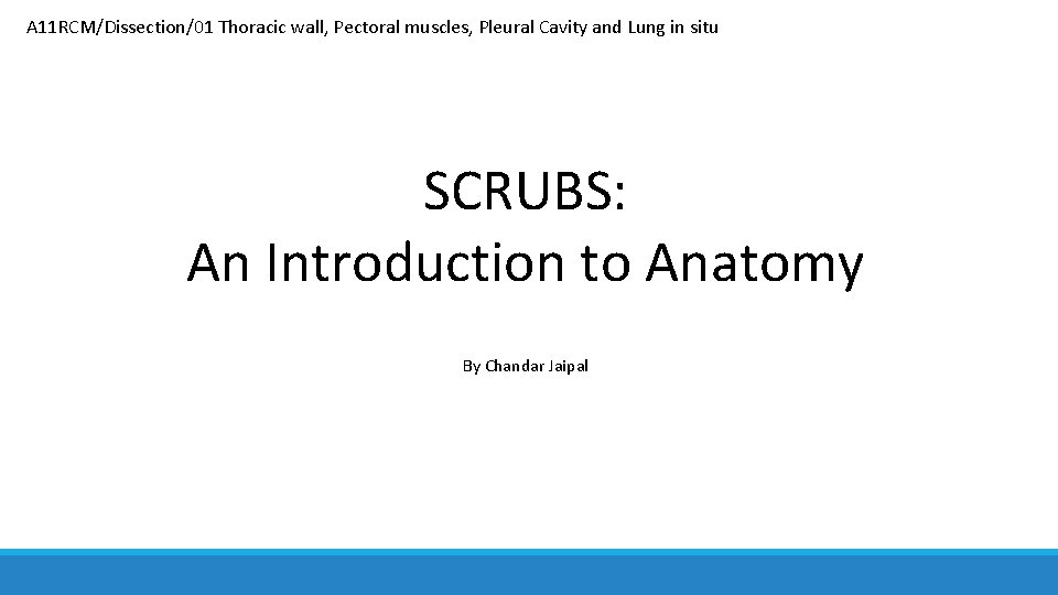 A 11 RCM/Dissection/01 Thoracic wall, Pectoral muscles, Pleural Cavity and Lung in situ SCRUBS: A 11 RCM/Dissection/01 Thoracic wall, Pectoral muscles, Pleural Cavity and Lung in situ SCRUBS: