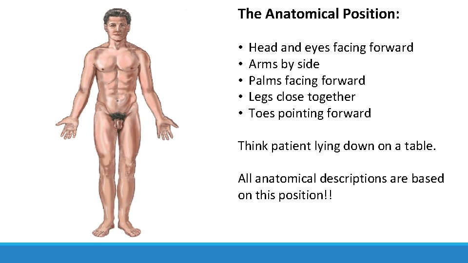 The Anatomical Position: • • • Head and eyes facing forward Arms by side The Anatomical Position: • • • Head and eyes facing forward Arms by side