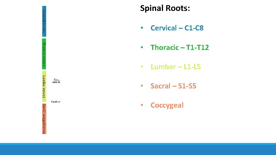 Spinal Roots: • Cervical – C 1 -C 8 • Thoracic – T 1 Spinal Roots: • Cervical – C 1 -C 8 • Thoracic – T 1