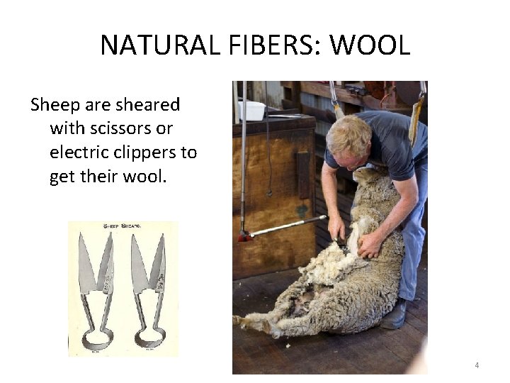 NATURAL FIBERS: WOOL Sheep are sheared with scissors or electric clippers to get their