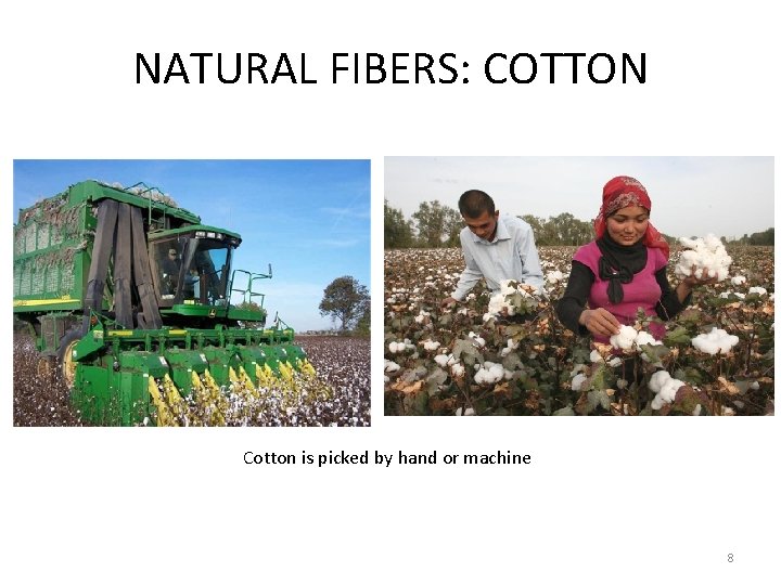 NATURAL FIBERS: COTTON Cotton is picked by hand or machine 8 