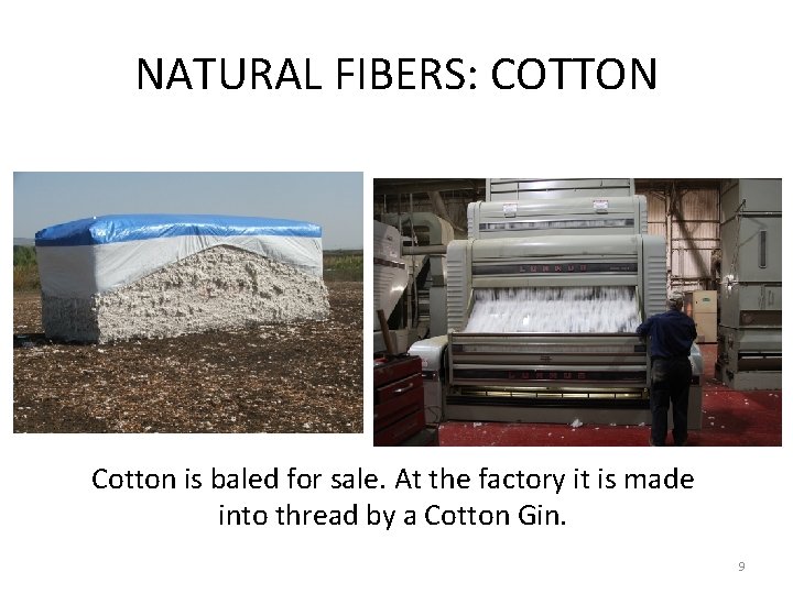 NATURAL FIBERS: COTTON Cotton is baled for sale. At the factory it is made