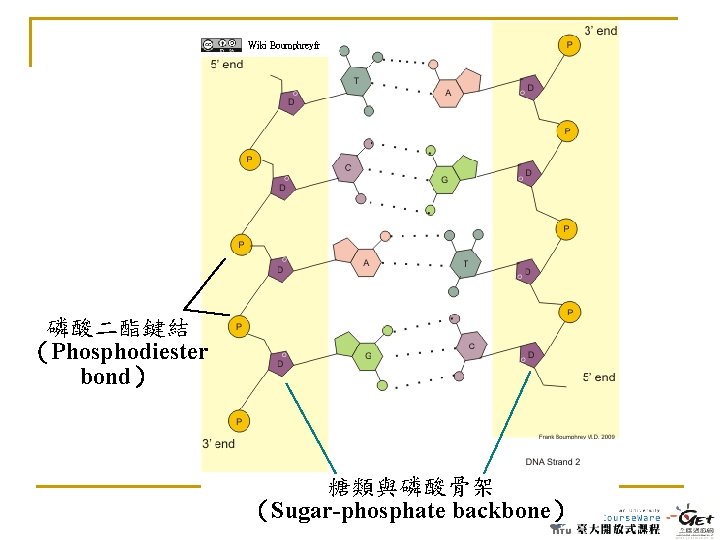 Wiki Boumphreyfr 磷酸二酯鍵結 （Phosphodiester bond） 糖類與磷酸骨架 （Sugar-phosphate backbone） 