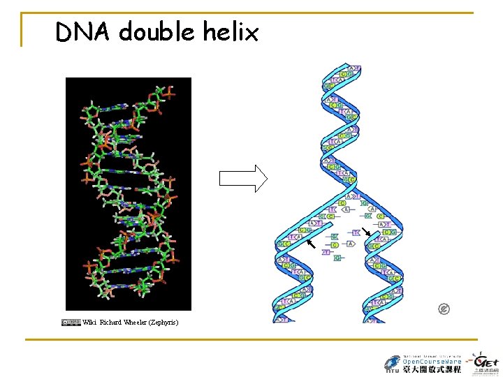 DNA double helix Wiki Richard Wheeler (Zephyris) 