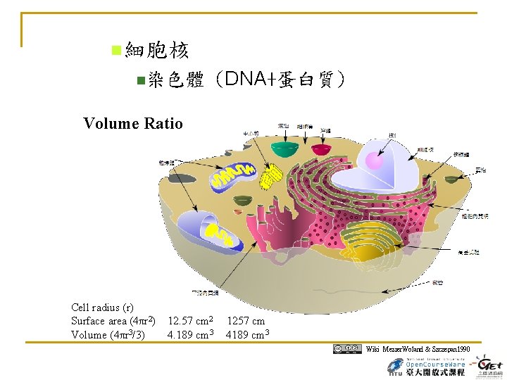  細胞核 染色體 (DNA+蛋白質) Volume Ratio Cell radius (r) Surface area (4πr 2) Volume