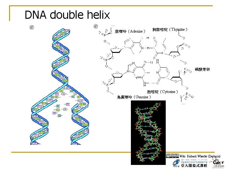 DNA double helix 腺嘌呤（Adenine） 胸腺嘧啶（Thymine） 磷酸骨架 胞嘧啶（Cytosine） 鳥糞嘌呤（Guanine） Wiki Richard Wheeler (Zephyris) 