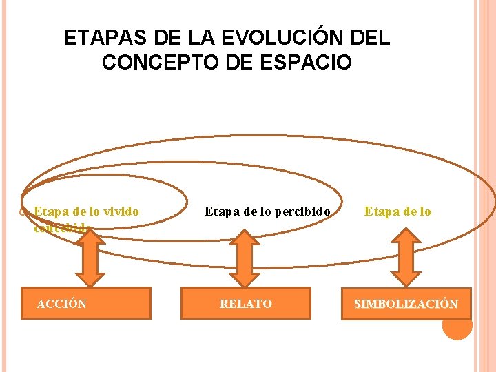 ETAPAS DE LA EVOLUCIÓN DEL CONCEPTO DE ESPACIO Etapa de lo vivido concebido ACCIÓN