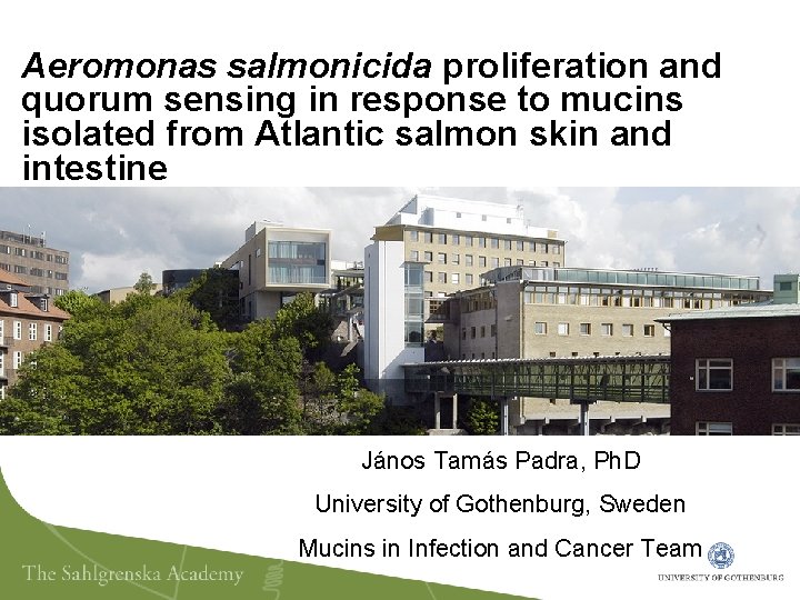 Aeromonas salmonicida proliferation and quorum sensing in response to mucins isolated from Atlantic salmon