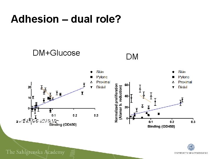 Adhesion – dual role? DM+Glucose DM 