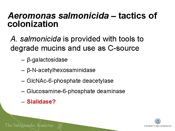 Aeromonas salmonicida – tactics of colonization A. salmonicida is provided with tools to degrade