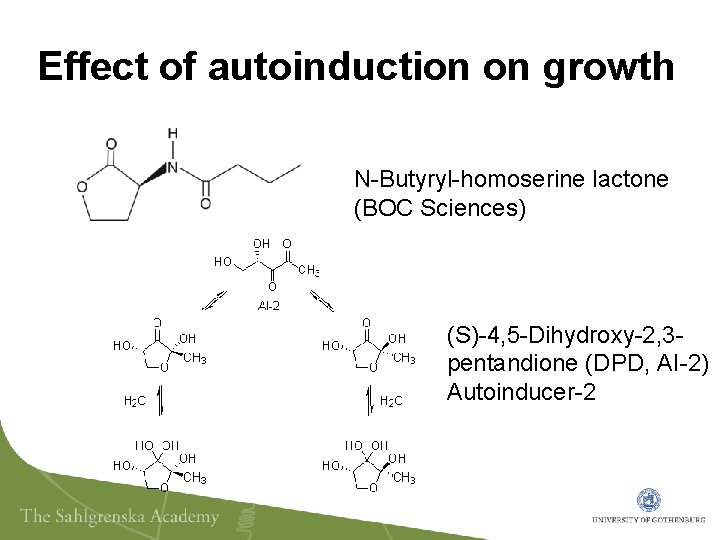 Effect of autoinduction on growth N-Butyryl-homoserine lactone (BOC Sciences) (S)-4, 5 -Dihydroxy-2, 3 pentandione