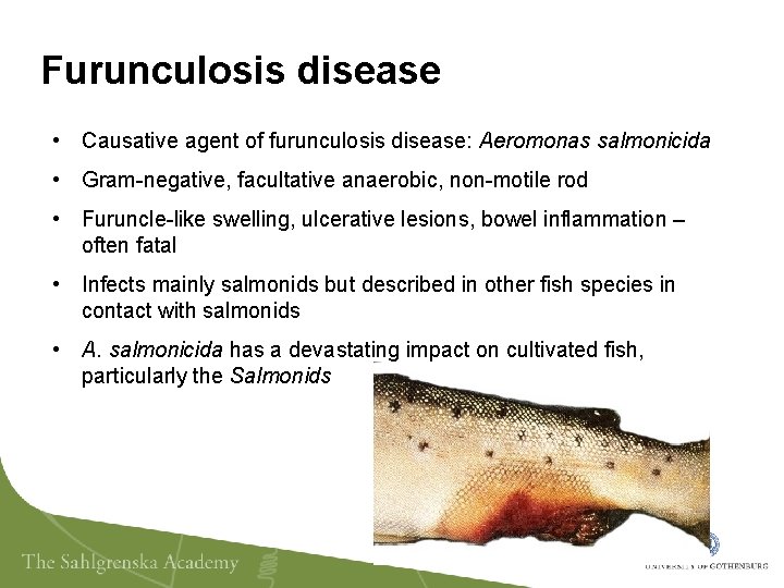 Furunculosis disease • Causative agent of furunculosis disease: Aeromonas salmonicida • Gram-negative, facultative anaerobic,