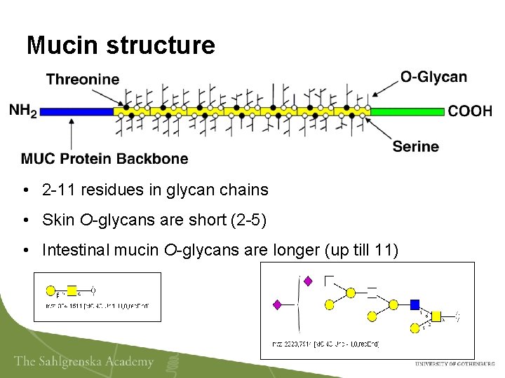 Mucin structure • 2 -11 residues in glycan chains • Skin O-glycans are short