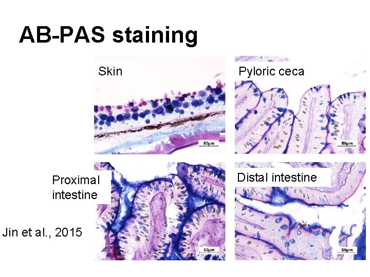 AB-PAS staining Skin Proximal intestine Jin et al. , 2015 Pyloric ceca Distal intestine