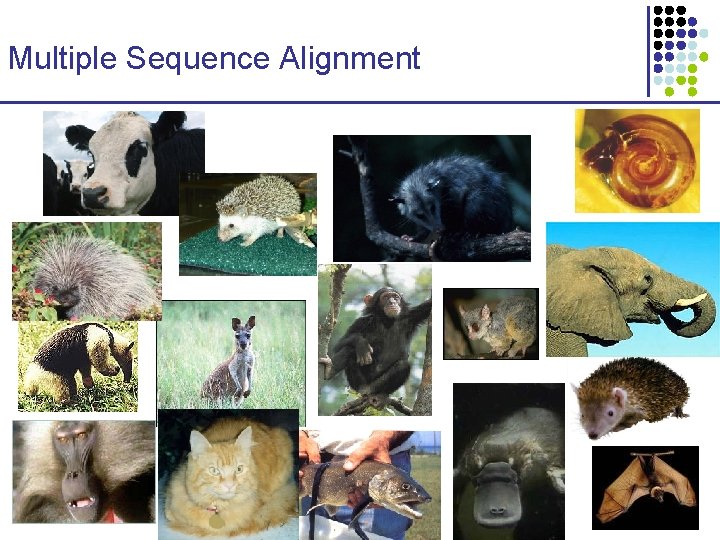 Multiple Sequence Alignment 