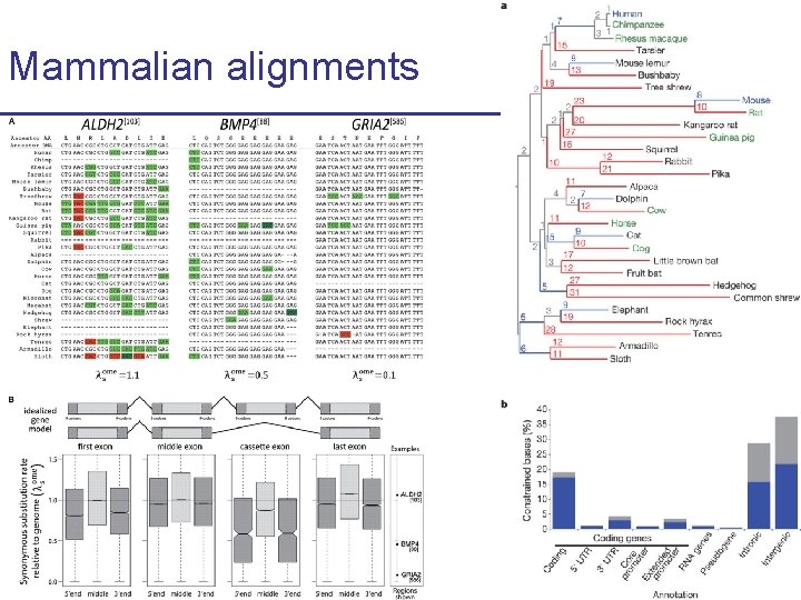 Mammalian alignments 