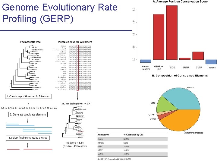 Genome Evolutionary Rate Profiling (GERP) 