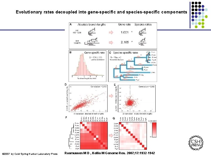 Evolutionary rates decoupled into gene-specific and species-specific components © 2007 by Cold Spring Harbor