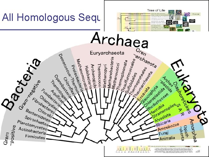 All Homologous Sequences Coalesce Y-chromosome coalescence http: //webvision. umh. es/webvision/Evolution. %20 PART%20 II. html