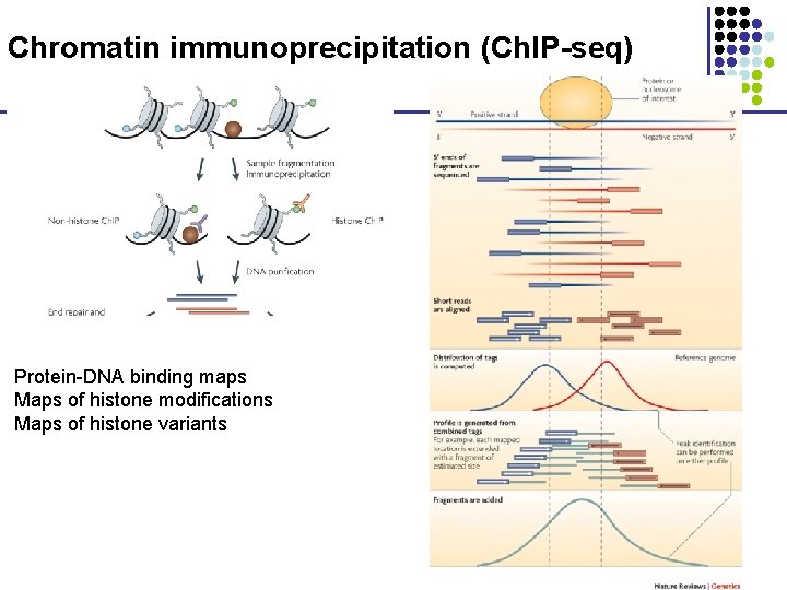 Chromatin immunoprecipitation (Ch. IP-seq) Protein-DNA binding maps Maps of histone modifications Maps of histone