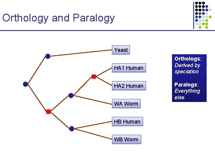 Orthology and Paralogy Yeast HA 1 Human HA 2 Human WA Worm HB Human