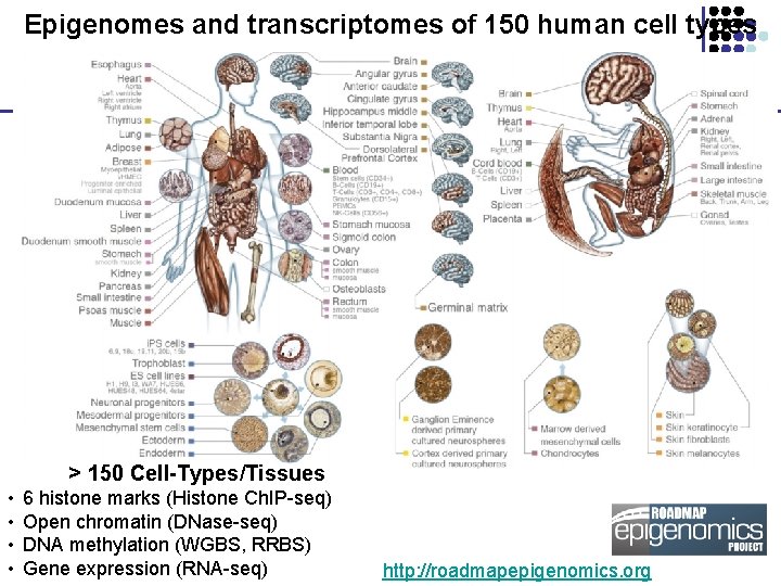 Epigenomes and transcriptomes of 150 human cell types > 150 Cell-Types/Tissues • • 6