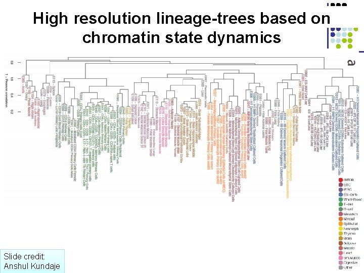 High resolution lineage-trees based on chromatin state dynamics Slide credit: Anshul Kundaje 