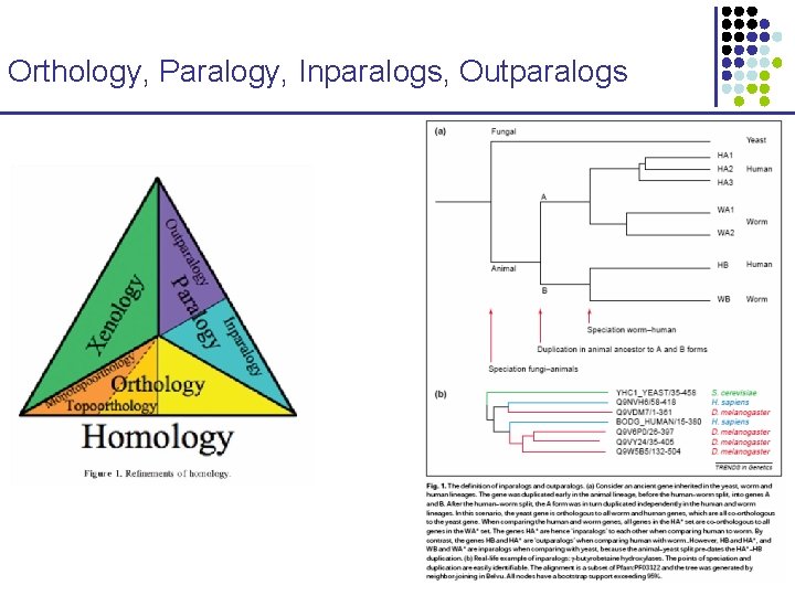 Orthology, Paralogy, Inparalogs, Outparalogs 