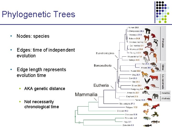 Phylogenetic Trees • Nodes: species • Edges: time of independent evolution • Edge length