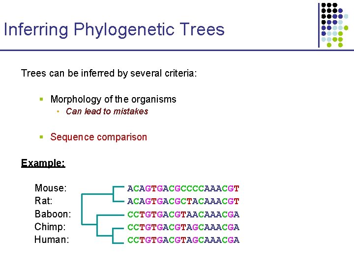 Inferring Phylogenetic Trees can be inferred by several criteria: § Morphology of the organisms