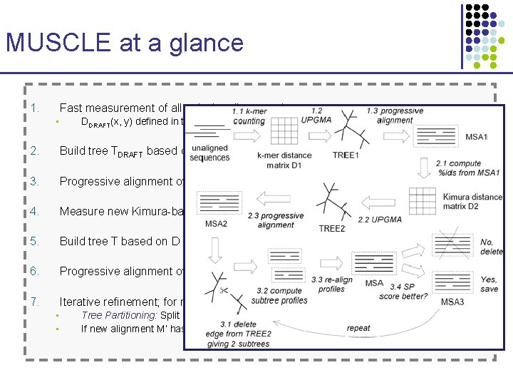 MUSCLE at a glance 1. Fast measurement of all pairwise distances between sequences •