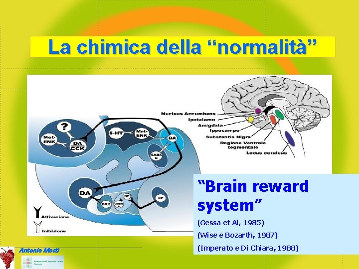 La chimica della “normalità” “Brain reward system” (Gessa et Al, 1985) (Wise e Bozarth,