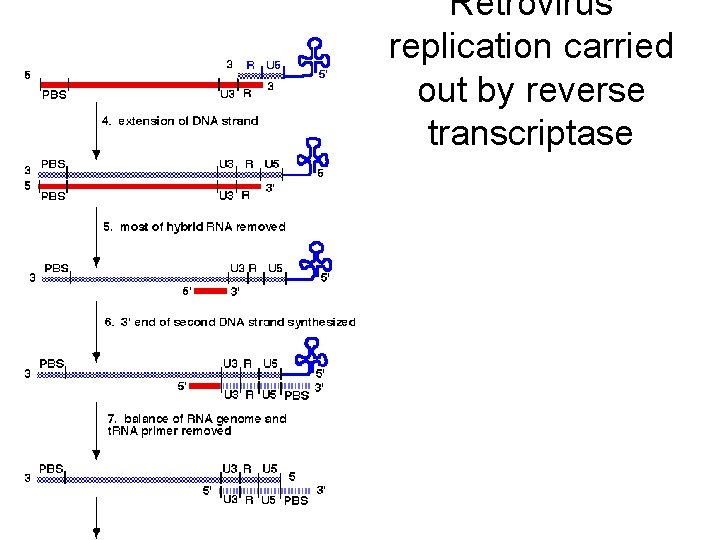 Retrovirus replication carried out by reverse transcriptase 