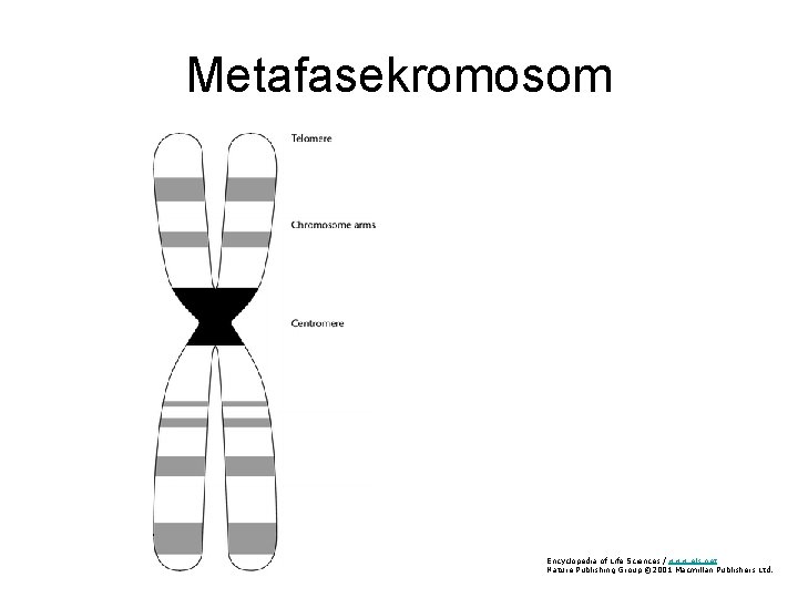 Metafasekromosom Encyclopedia of Life Sciences / www. els. net Nature Publishing Group © 2001