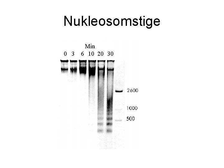 Nukleosomstige 0 3 Min 6 10 20 30 